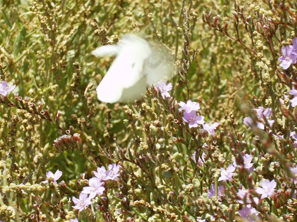 Fiorellini di mare: Limonium sp.